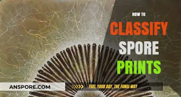 Mastering Mushroom Identification: A Beginner's Guide to Classifying Spore Prints