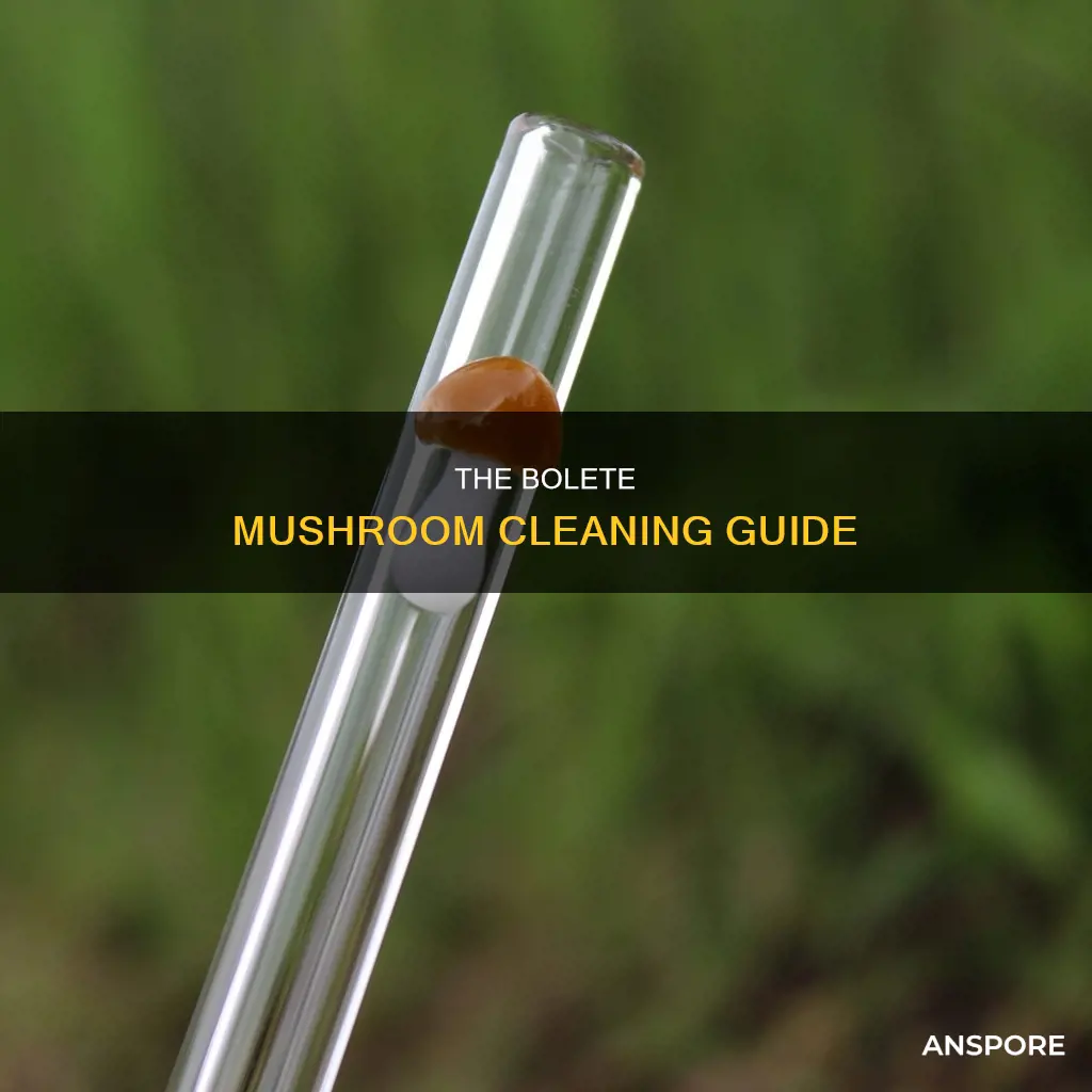 how to clean a bolete mushroom