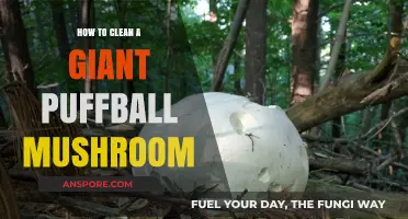 Giant Puffball Mushroom Cleaning: A Step-by-Step Guide
