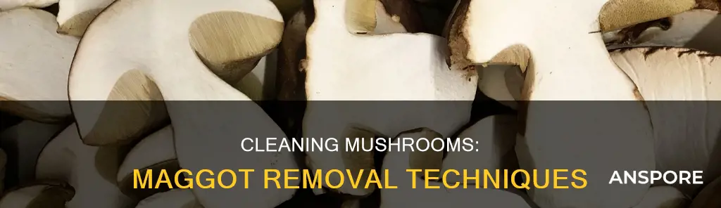 how to clean a mushroom with maggots
