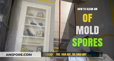 Effective Ways to Purify Air and Eliminate Mold Spores Safely