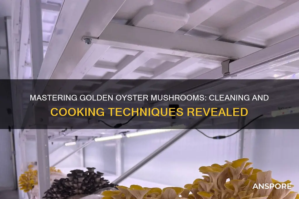 how to clean and cook golden oyster mushrooms