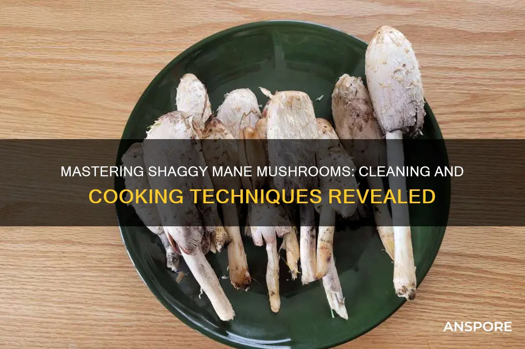 how to clean and cook shaggy mane mushrooms