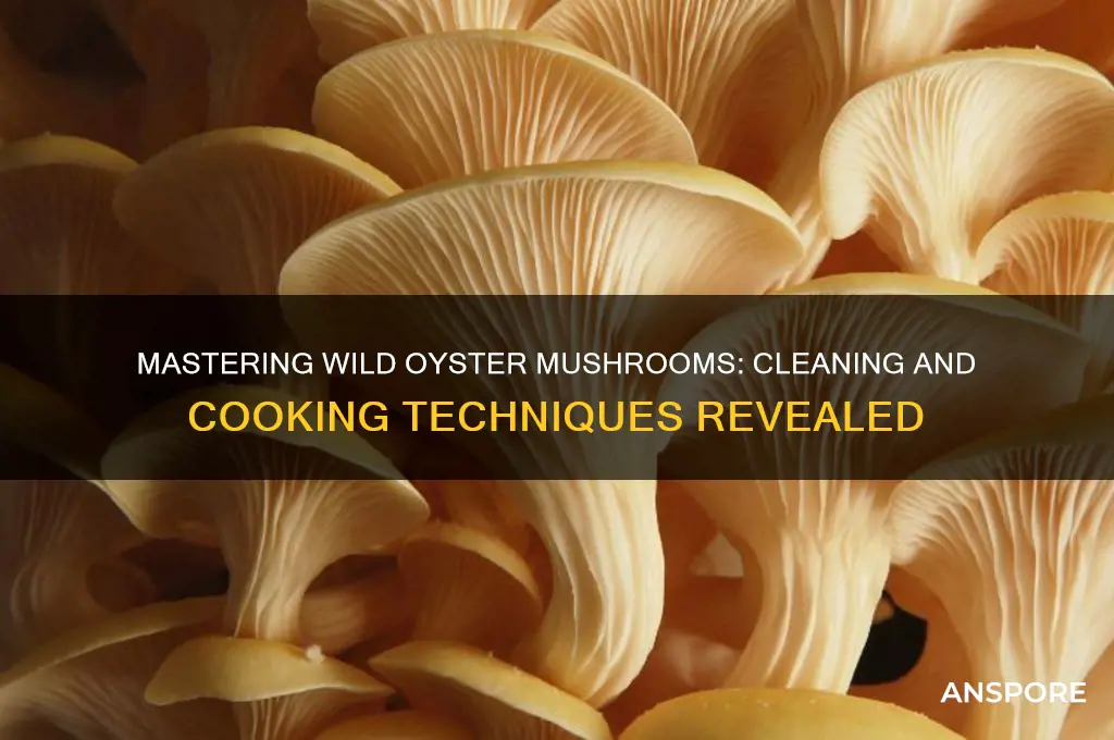 how to clean and cook wild oyster mushrooms