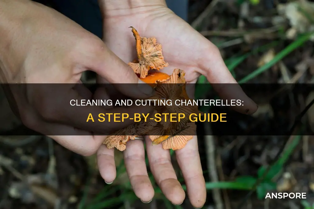 how to clean and cut chanterelle mushrooms
