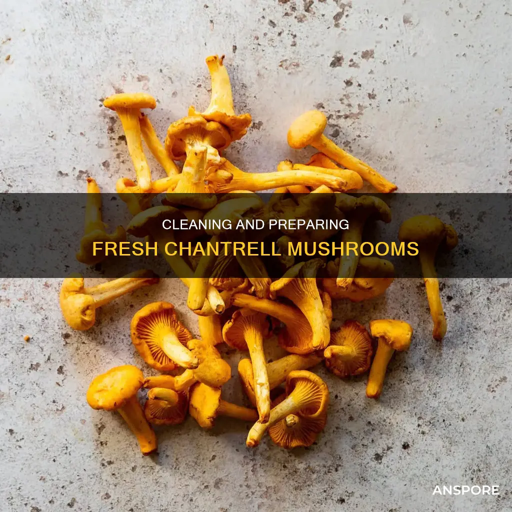 how to clean and prepare fresh picked chantrell mushrooms