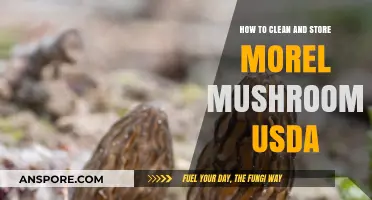 Proper Cleaning and Storage of Morel Mushrooms: USDA Guidelines