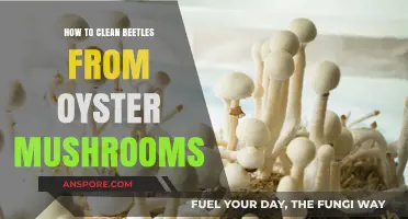 Cleaning Beetles from Oyster Mushrooms: A Quick Guide