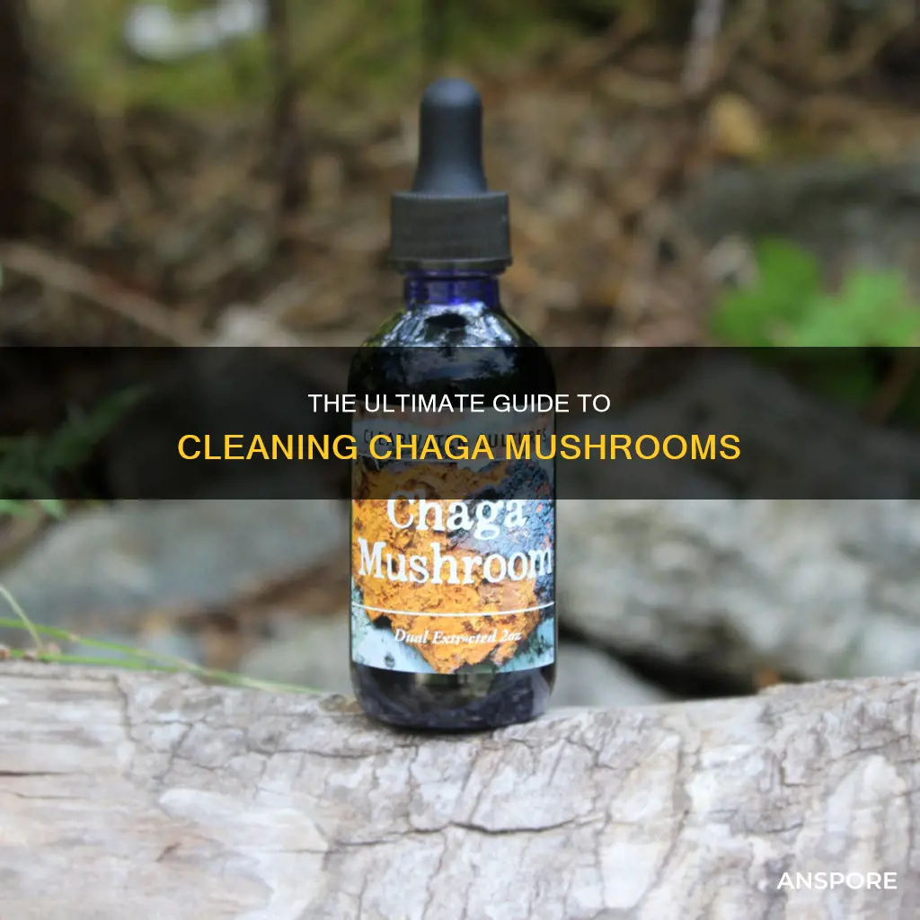 how to clean chaga mushroom