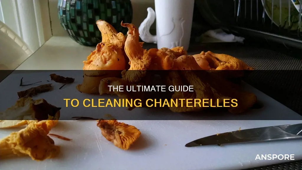 how to clean chanterelles mushrooms