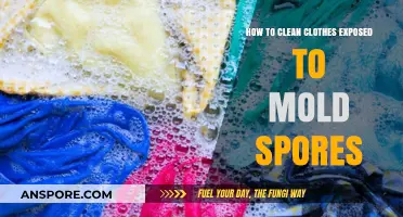 Effective Mold Removal: Cleaning Clothes Exposed to Mold Spores