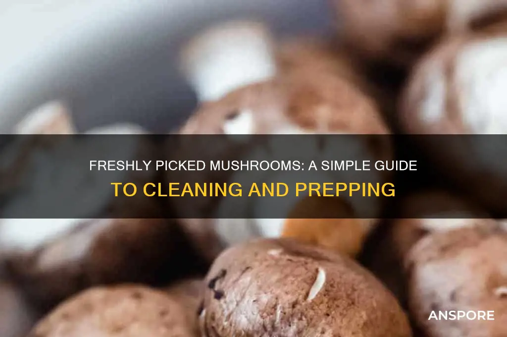 how to clean fresh picked mushrooms