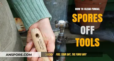 Effective Methods to Clean Fungal Spores Off Your Gardening Tools