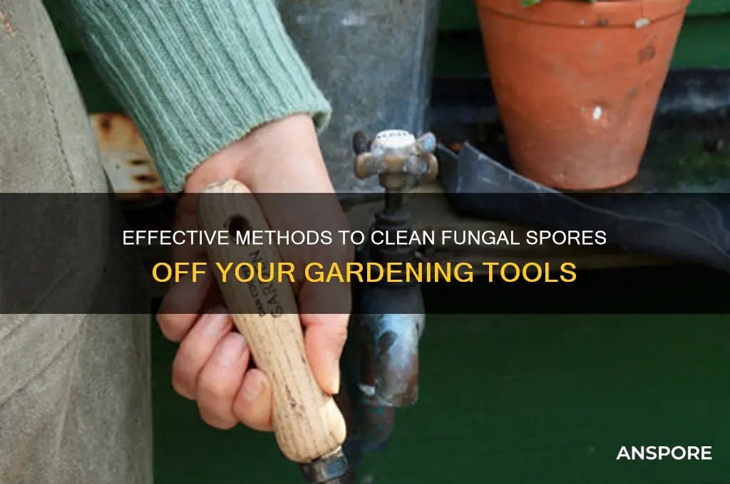 how to clean fungal spores off tools