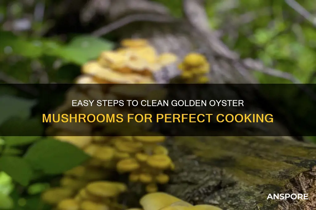 how to clean golden oyster mushroom
