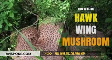 Mastering the Art of Cleaning Hawk Wing Mushrooms: A Step-by-Step Guide