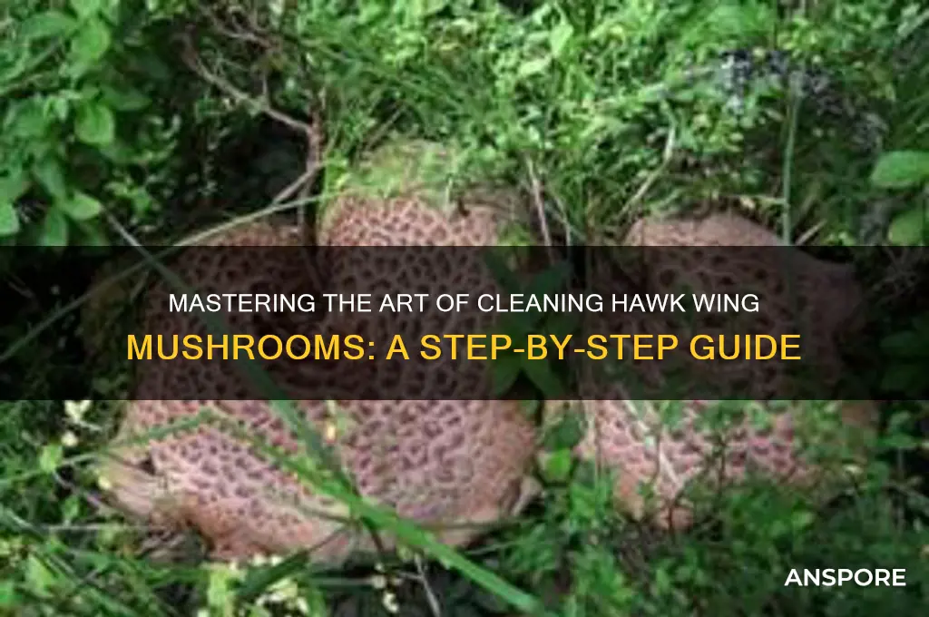 how to clean hawk wing mushrooms