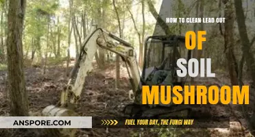 Effective Methods to Remove Lead from Soil for Safe Mushroom Cultivation