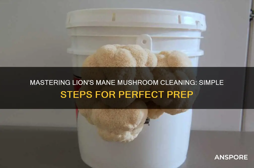 how to clean lion