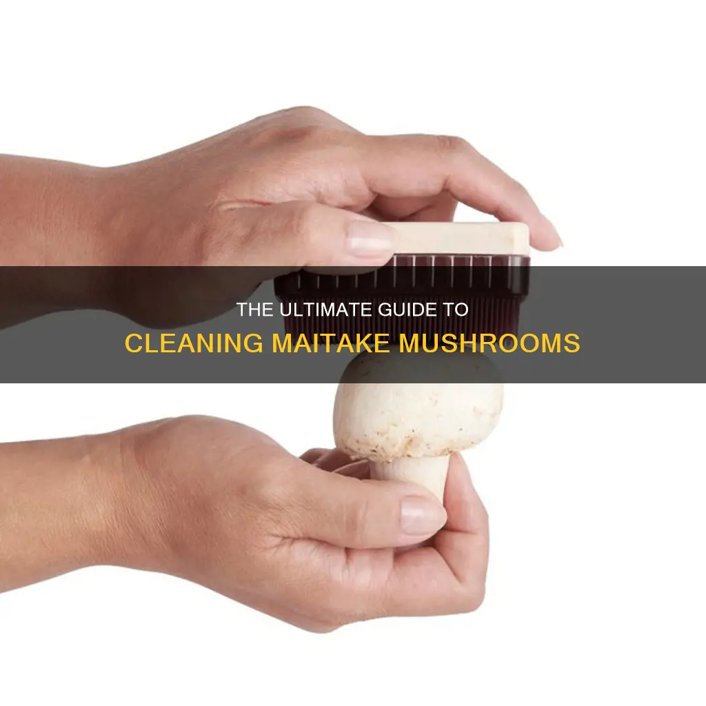 how to clean maitake mushrooms
