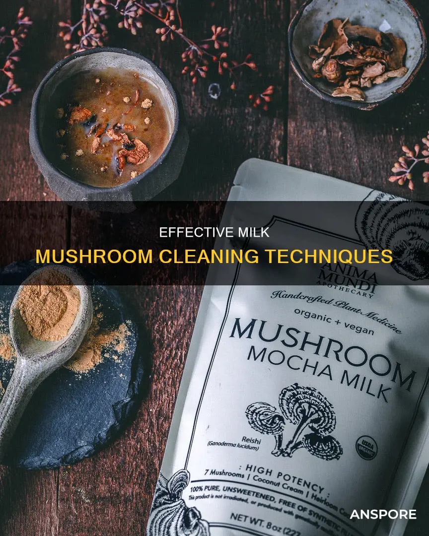 how to clean milk mushroom
