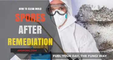 Effective Post-Remediation Mold Cleanup: Eliminate Spores and Prevent Regrowth