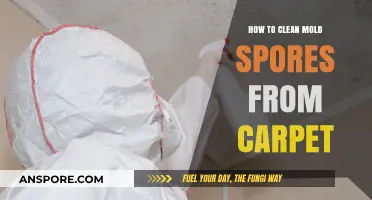 Effective Methods to Remove Mold Spores from Your Carpet Safely