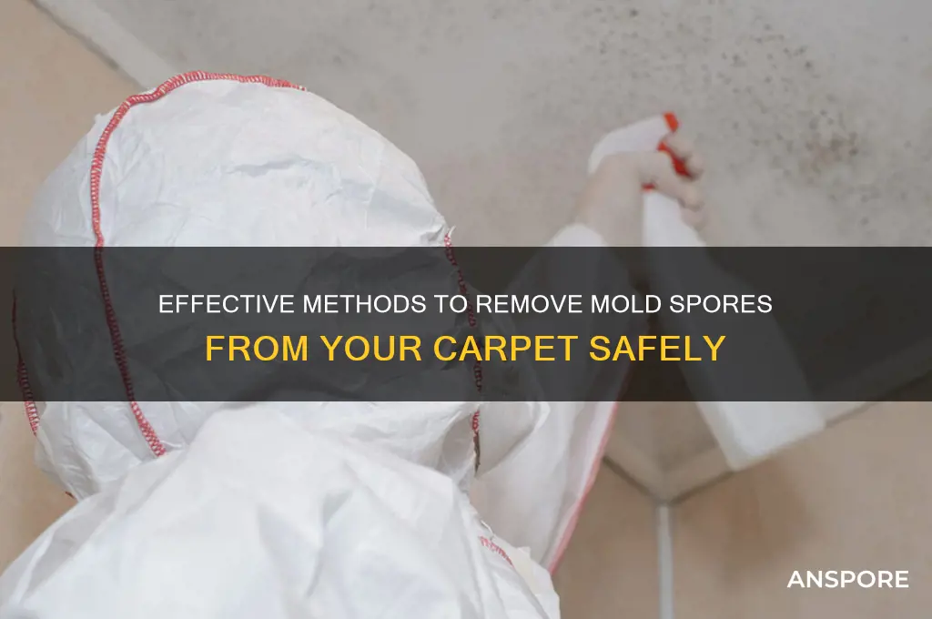 how to clean mold spores from carpet