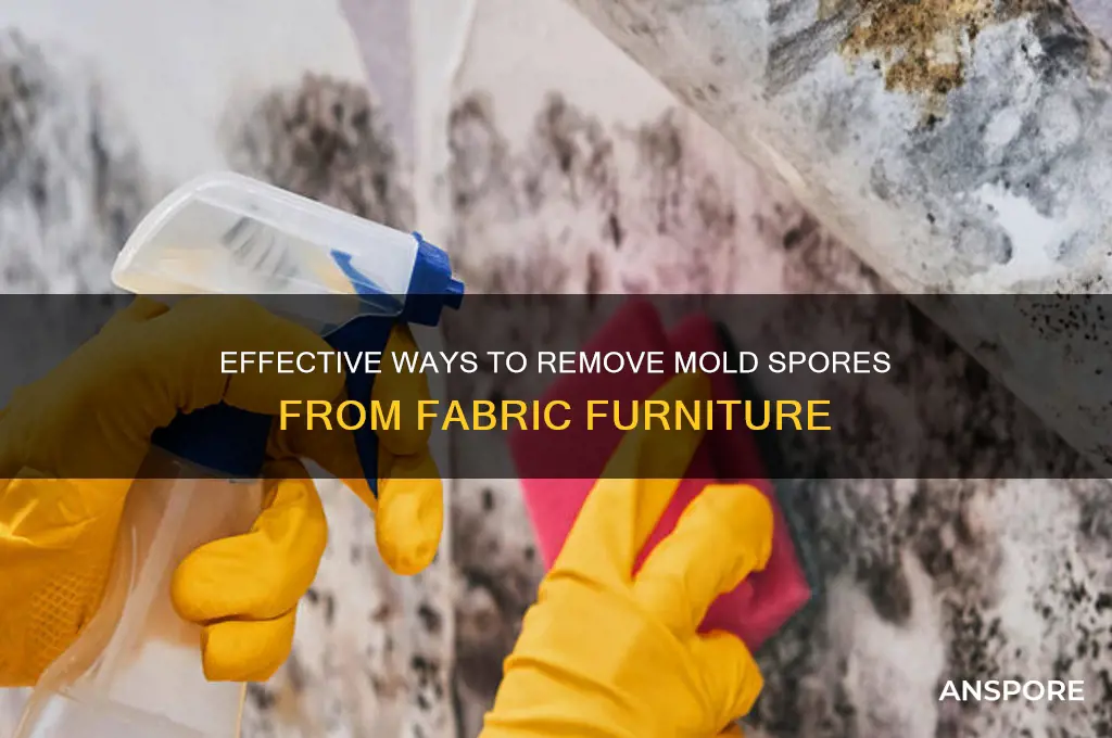 how to clean mold spores from fabric furniture