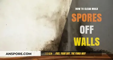 Effective Methods to Remove Mold Spores from Walls Safely
