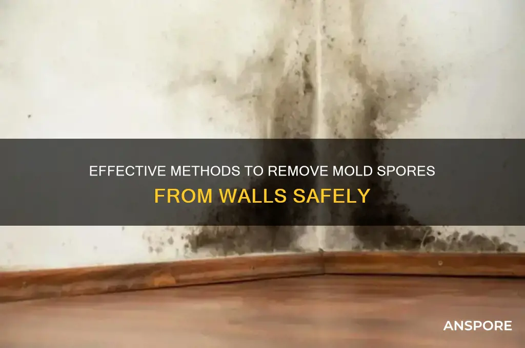 how to clean mold spores off walls