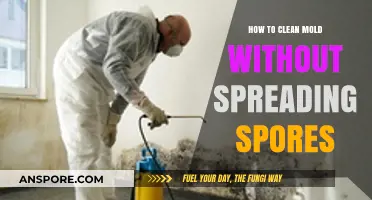 Effective Mold Removal: Clean Safely Without Spreading Spores