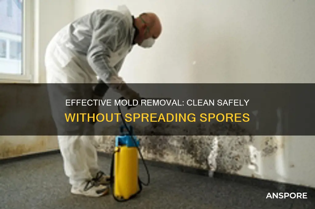 how to clean mold without spreading spores