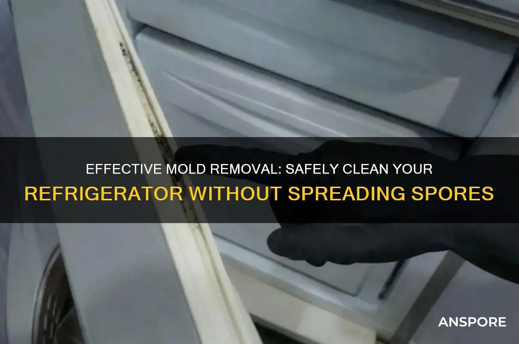 how to clean moldy refrigerator interior without spreading the spores