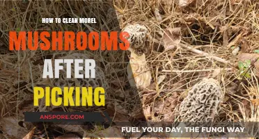 Mastering Morel Cleaning: Simple Steps for Freshly Picked Mushrooms