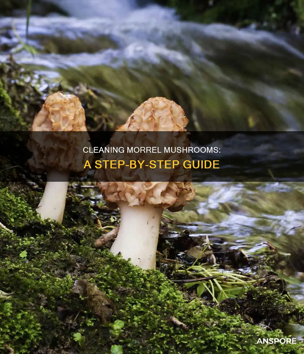 how to clean morrel mushrooms
