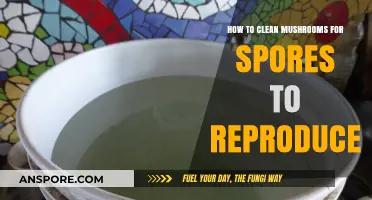 Effective Mushroom Cleaning Techniques for Optimal Spore Reproduction