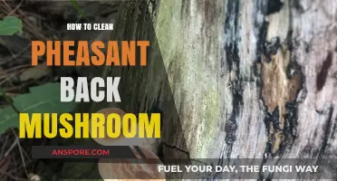 Mastering the Art of Cleaning Pheasant Back Mushrooms: A Step-by-Step Guide