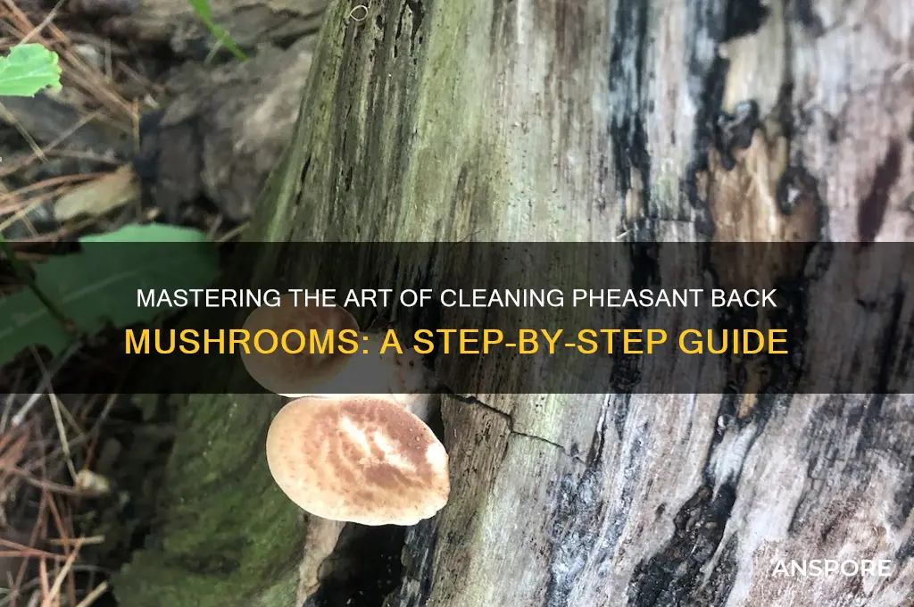how to clean pheasant back mushroom