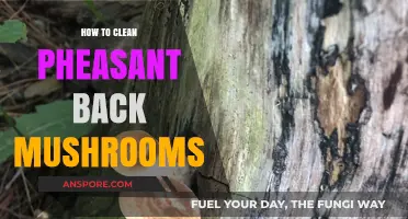 Mastering the Art of Cleaning Pheasant Back Mushrooms: A Step-by-Step Guide