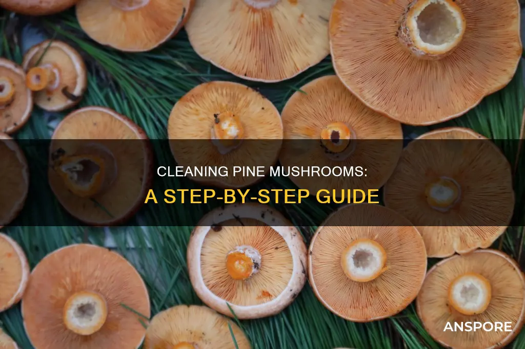 how to clean pine mushroom