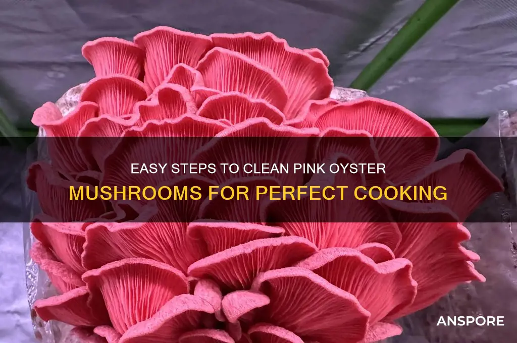 how to clean pink oyster mushrooms