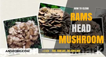 Mastering the Art of Cleaning Rams Head Mushrooms: A Step-by-Step Guide