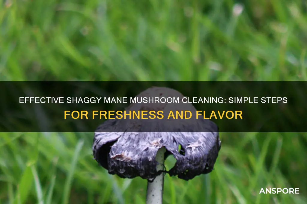 how to clean shaggy mane mushrooms