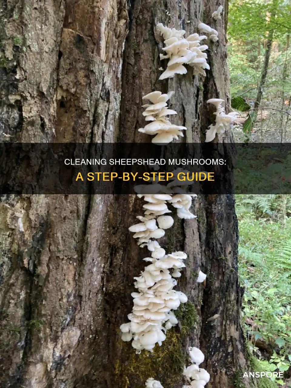 how to clean sheepshead mushrooms