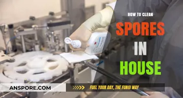 Effective Ways to Clean and Remove Spores from Your Home