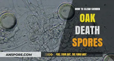 Effective Methods to Eradicate Sudden Oak Death Spores Safely