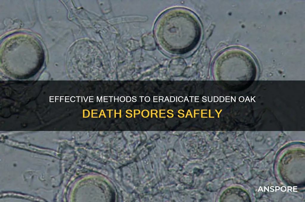how to clean sudden oak death spores