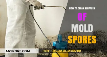 Effective Mold Removal: Cleaning Surfaces to Eliminate Mold Spores Safely
