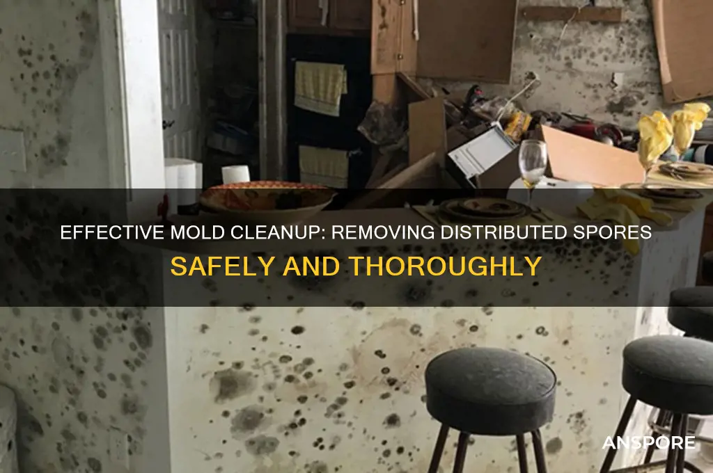 how to clean up mold spores that have been distributed
